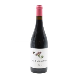 Malmequer Red 2023