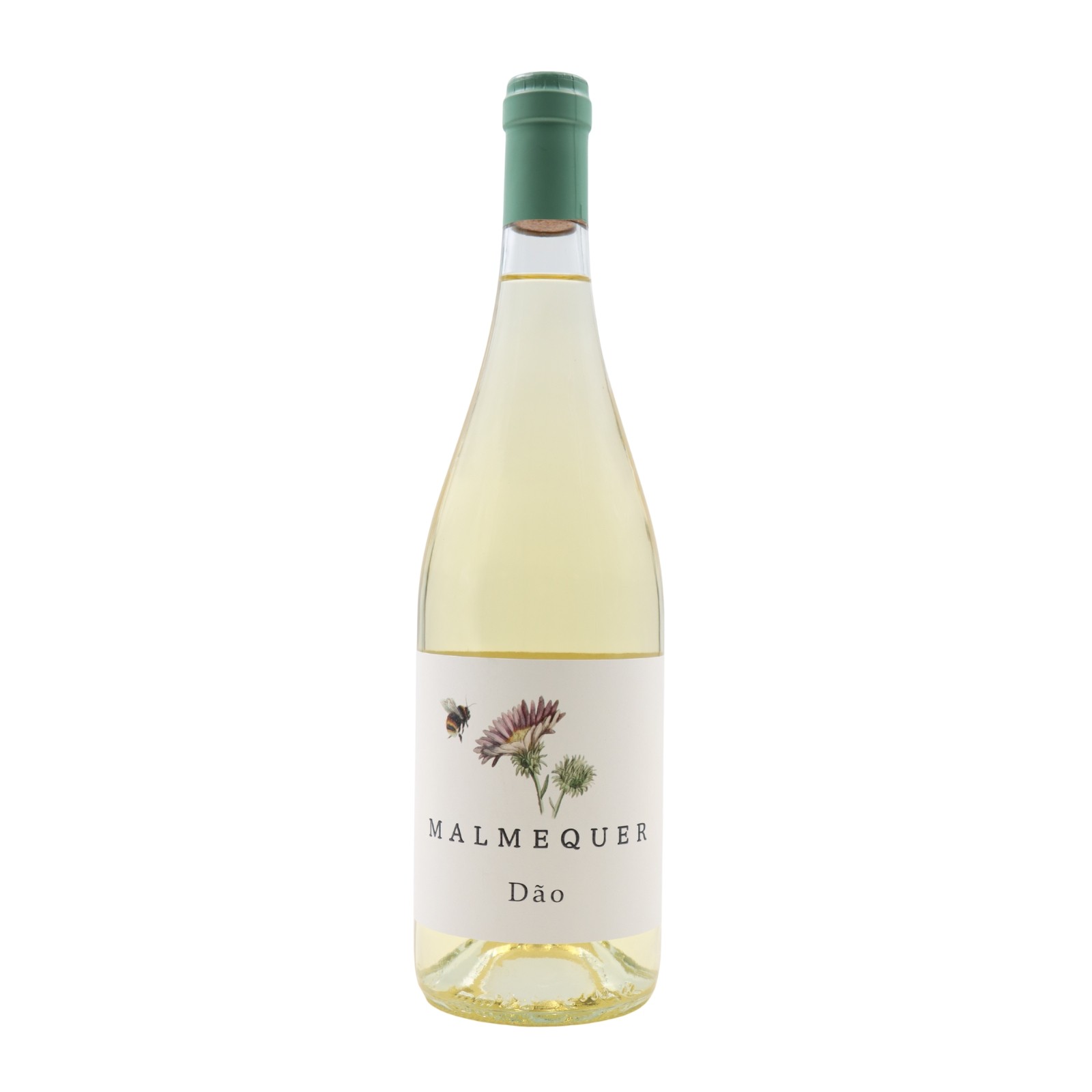 Malmequer White 2024