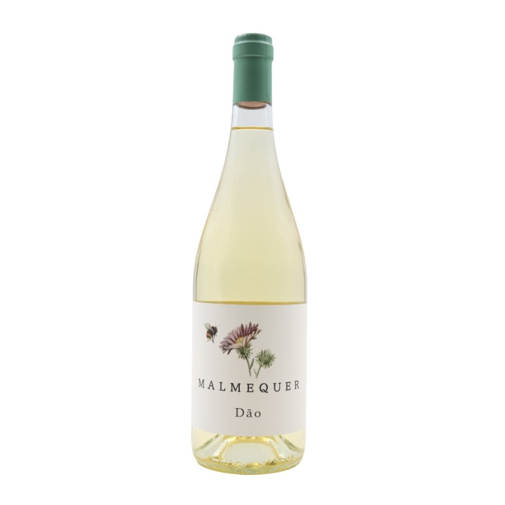 Malmequer White 2024