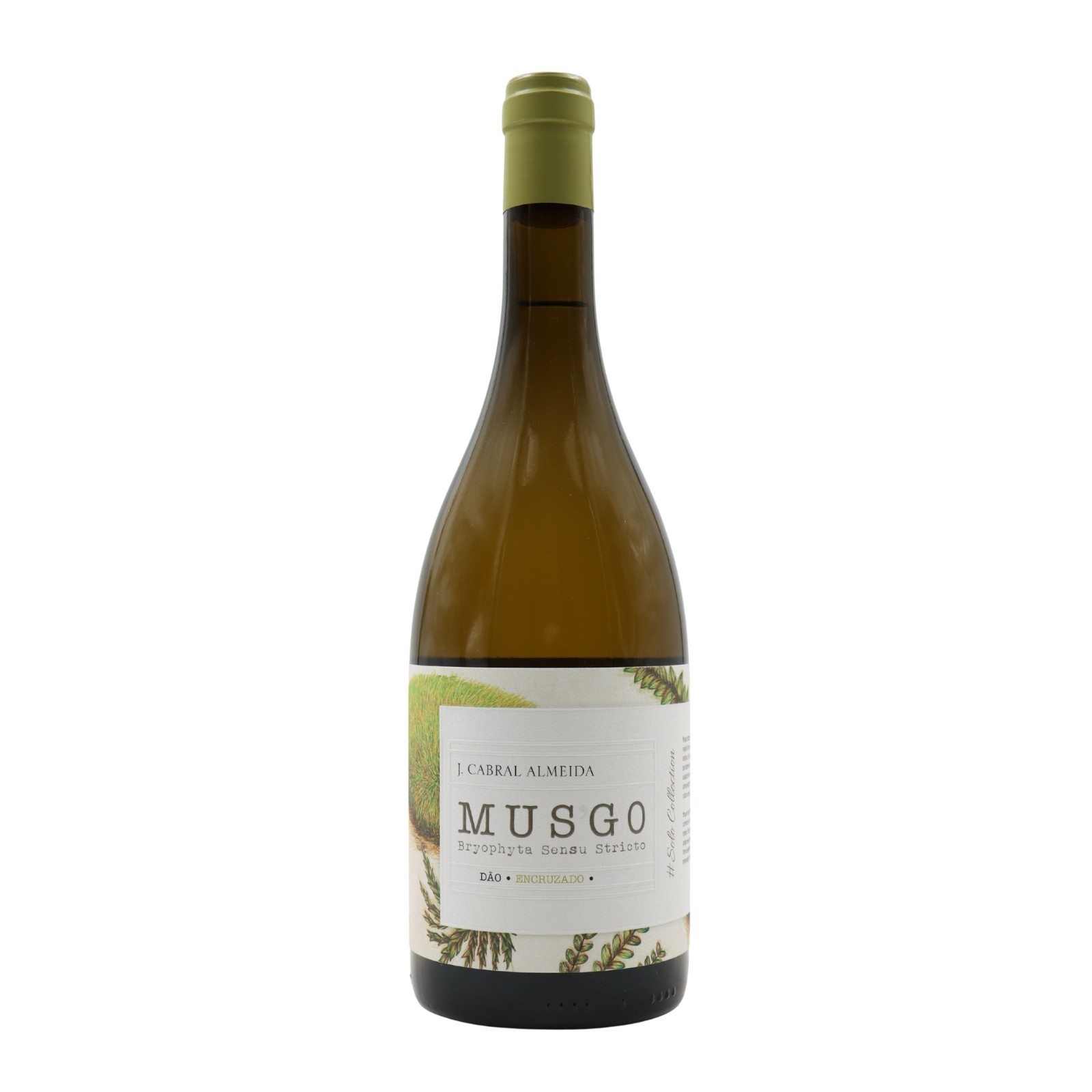 Musgo Encruzado Blanco 2024