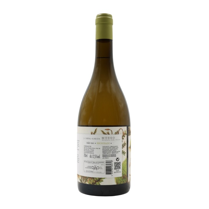 Musgo Encruzado Blanco 2024