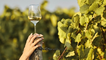 Alvarinhos fora da região dos Vinhos Verdes