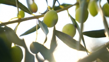 Le varietà che danno anima all'olio d'oliva portoghese