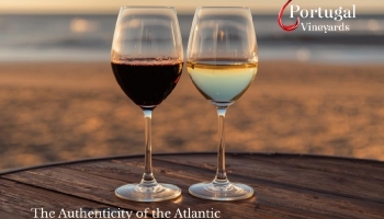 Les vins de Colares – L'authenticité de l'Atlantique