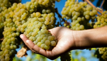 Journée du Viognier – découvrez son élégance au Portugal