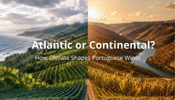 Atlantique ou continental ? Comment le climat façonne les vins portugais