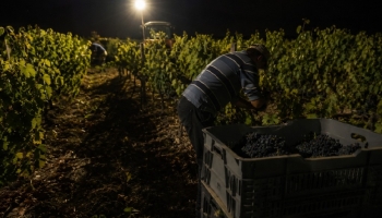 Why Does the Harvest Take Place at Night?