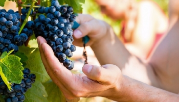 Small Producers, Great Wines