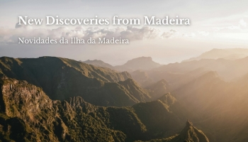 New Discoveries from Madeira Have Reached Our Store