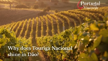 Dão: why does Touriga Nacional shine here?
