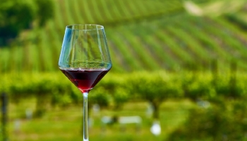 French Oak vs American Oak: What’s the Real Difference in Wine?